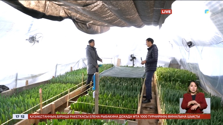 Тараздық тұрғын голландиялық қызғалдақ өсіретін жылыжай ашты