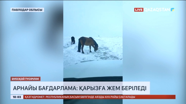 Павлодар облысында жылқыны аман алып қалу үшін қарызға жем беріледі