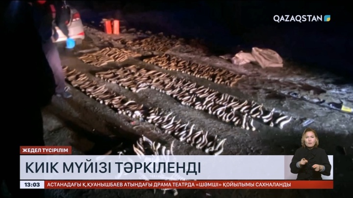 Оралда жеңіл көліктен 600-ге жуық киік мүйізі тәркіленді