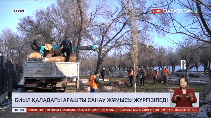 Таразда ағашты санау жұмысы жүргізіледі