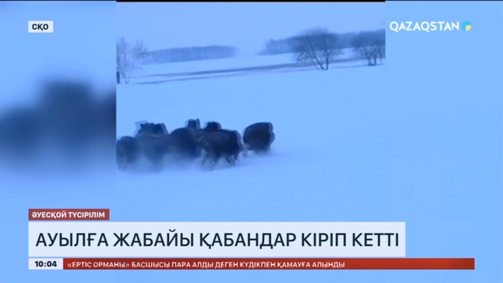 СҚО-да ауылға жабайы қабандар кіріп кетті