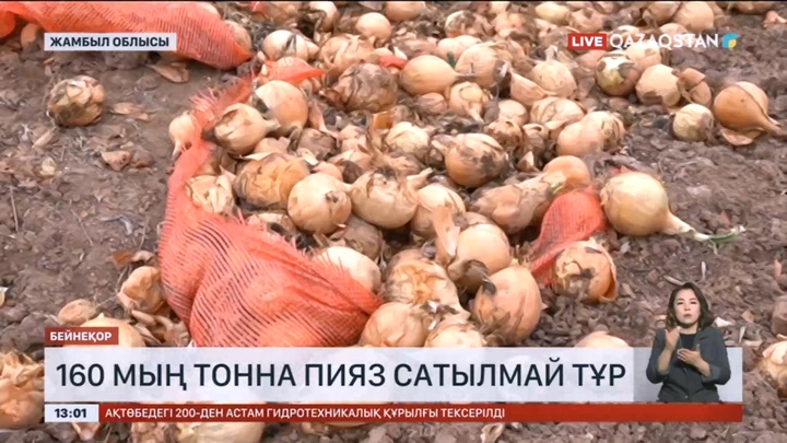 Елімізде мыңдаған тонна пияз шіріп кетуі мүмкін