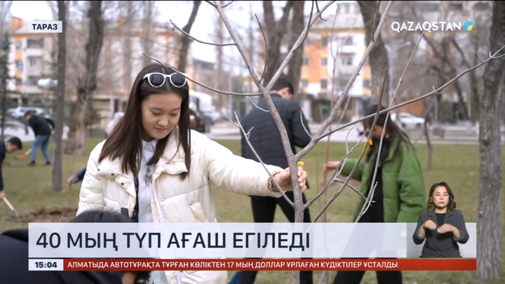 Таразда жаппай тал егу науқаны басталды