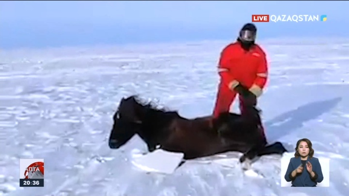 Ақмола облысында 100-ден аса жылқы қырылып қалды