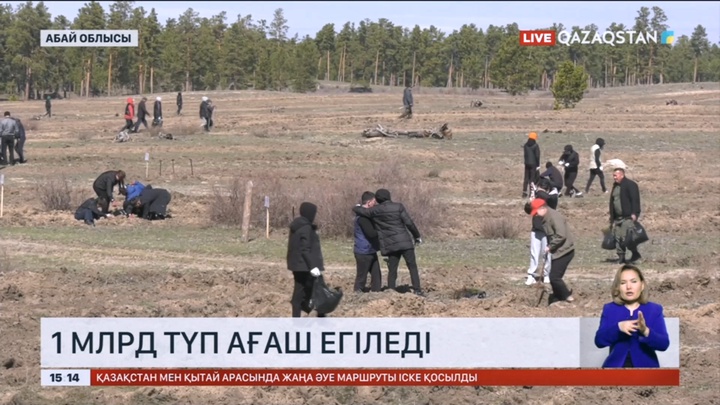 «Семей орманы» табиғи орман резерваты аумағында 25 мың көшет егілді