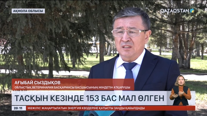 Ақмола облысында тасқын кезінде 153 бас мал өлген