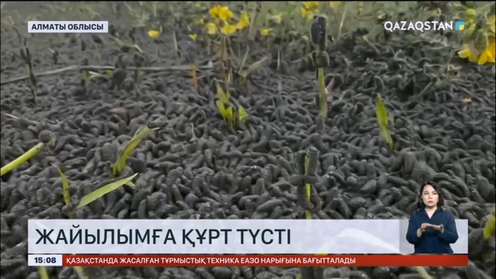 Алматы облысында жайылымға құрт түсті