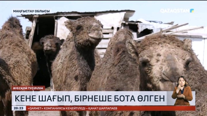 Маңғыстауда түйе шаруа қожалықтарында кене көбейіп, бірнеше бота өлген