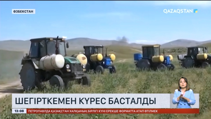 Өзбекстанда шегірткемен күрес басталды