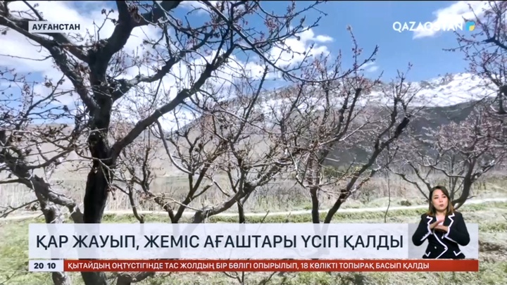 Ауғанстанда қар жауып, гүлдеп жатқан жеміс ағаштары үсіп кетті