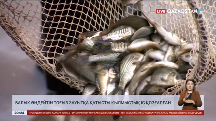 Балық өңдейтін 9 зауытқа қатысты қылмыстық іс қозғалған