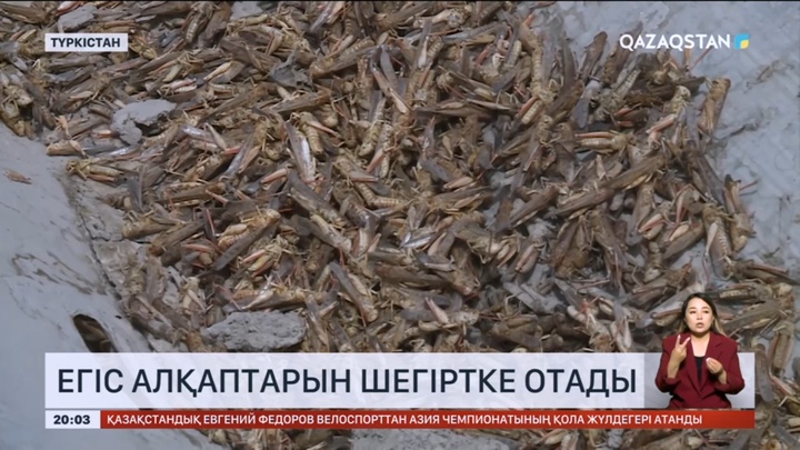 Түркістан облысында Марокко шегірткесі мақта алқаптарын отап үлгерген