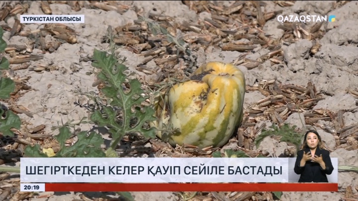 Түркістан облысында шегірткеден келер қауіп сейіле бастады