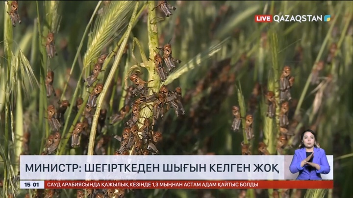 Министр: Шегірткеден шығын келген жоқ