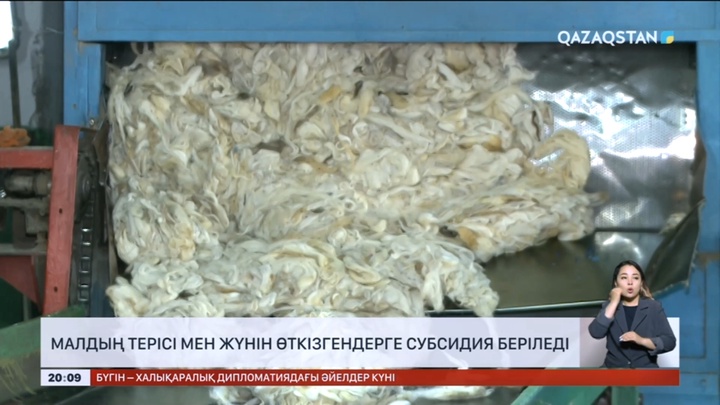 Малдың терісі мен жүнін өткізгендерге субсидия беріледі