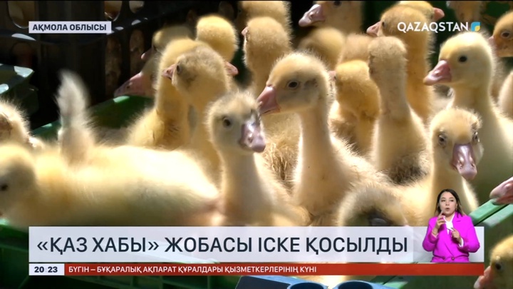 Ақмола облысында «Қаз хабы» жобасы іске қосылды