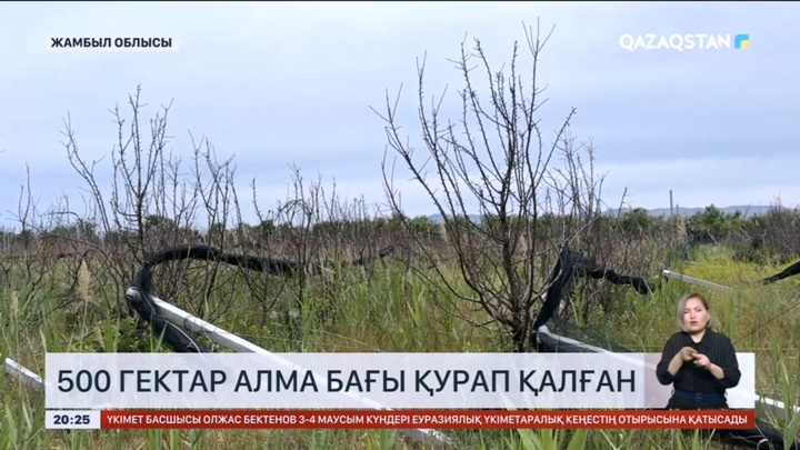 Жамбылда 500 гектар алма бағы қурап қалған