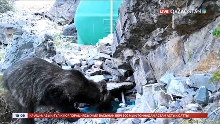 Тянь-шань қоңыр аюы фототұзаққа түсіп қалды