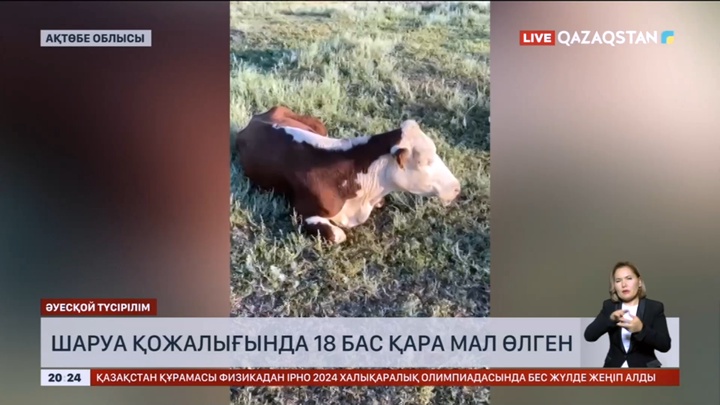Ақтөбе облысындағы шаруа қожалығында 18 бас қара мал өлген