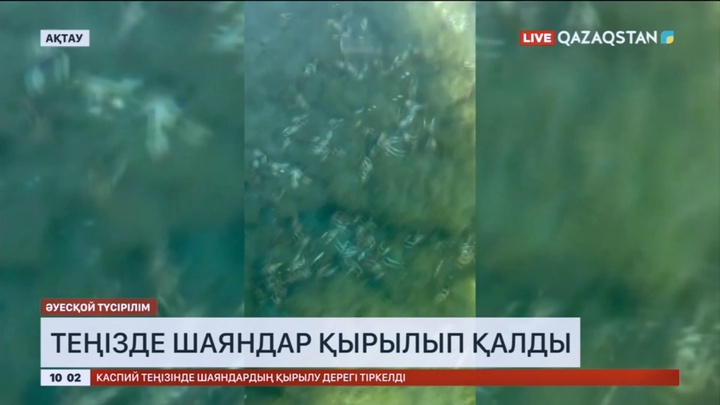 Каспий теңізінде шаяндар өліп жатыр