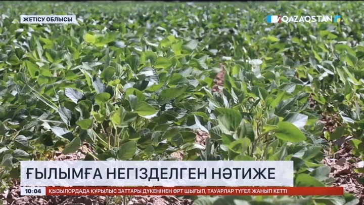Жетісу облысында стратегиялық маңызға ие негізгі төрт дақыл өсіріледі