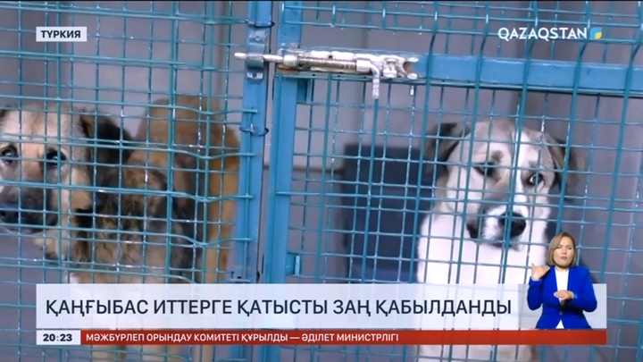 Түркияда қаңғыбас ит-мысықтарға қатысты заң қабылданды