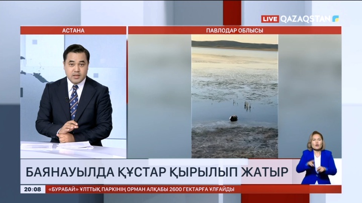 Баянауылда құстар қырылып жатыр