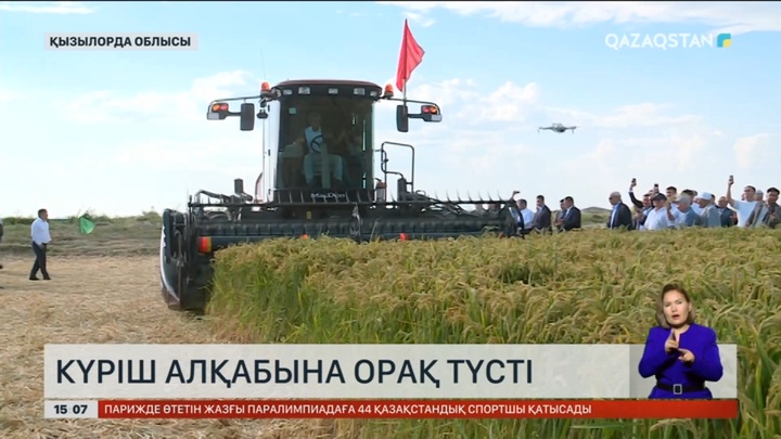 Қызылорда облысында күріш алқабына алғашқы орақ түсті