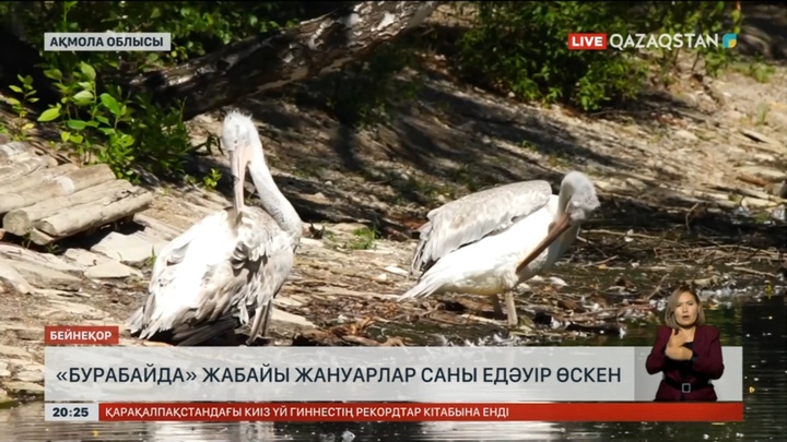 «Бурабай» мемлекеттік ұлттық табиғи паркінде жабайы жануарлар саны едәуір өскен