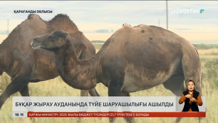 Қарағанды облысында түйе шаруашылығын ашылды