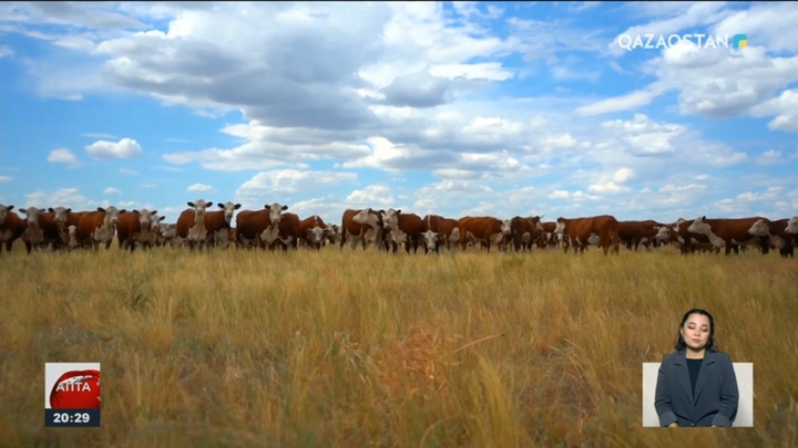 «Төрт рет конкурсқа қатыстым, жер жоқ»: Бұрынғы судьяның мұңы