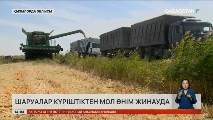 Қызылорда диқандары күріш алқаптарынан рекордтық өнім жинап жатыр