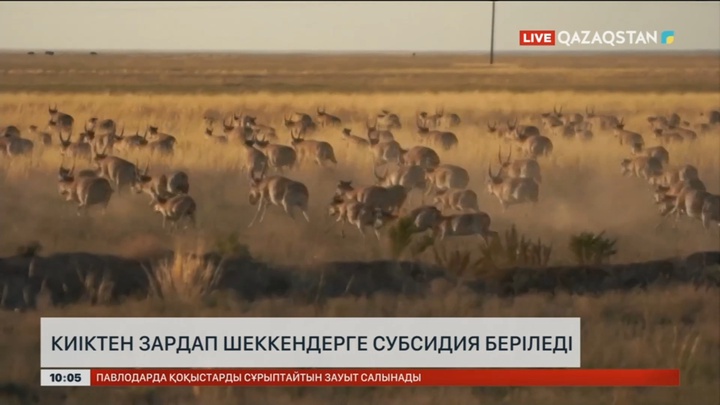 Киік пен қуаңшылықтан зардап шеккендерге өтемақы беріледі