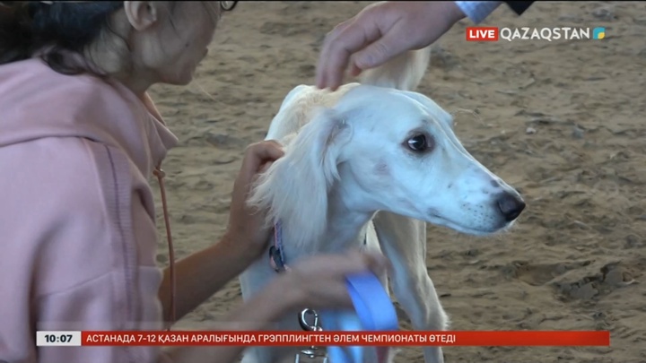 Алматыда өткен Халықаралық иттер көрмесіне тұңғыш рет қазақ тазысы қатысты
