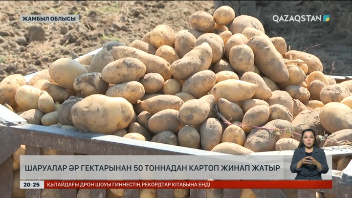 Жамбылдық шаруа картоп алуда рекорд орнатты