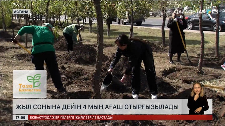 Астанада жыл соңына дейін тағы 4 мың тал егеді