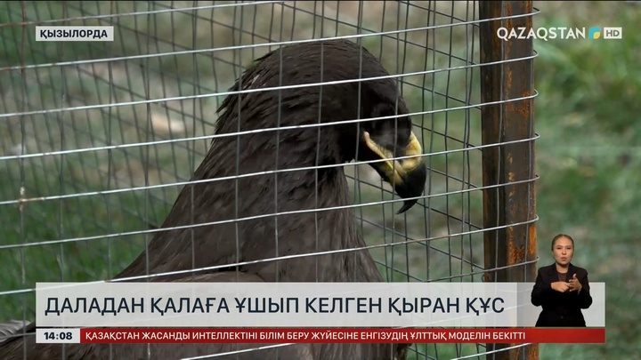 Қызылордада түз тағысы босатылды