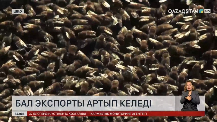 Қазақстанның бал экспорты арта бастады