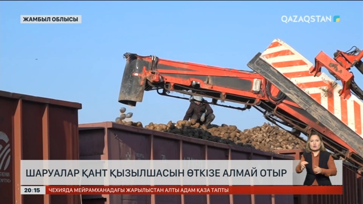 Шаруалар қант қызылшасын өткізе алмай отыр