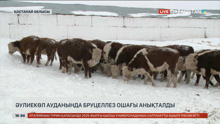 Қостанай облысының Әулиекөл ауданында бруцеллез ошағы анықталды