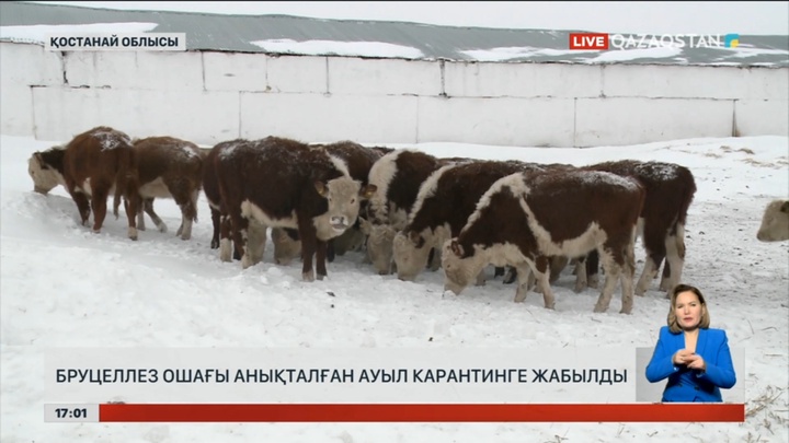 Қостанай облысында  бруцеллез шыққан ауыл карантинге жабылды