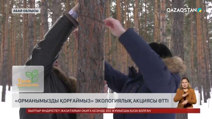 Абай облысында «Орманымызды қорғаймыз» экологиялық акциясы өтті