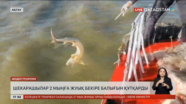 Маңғыстау шекарашылары 2 мыңдай бекірені құтқарды