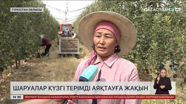 Түркістан облысында шабдалы мен алма терімі қызу жүріп жатыр