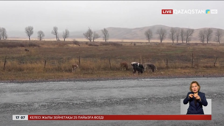 ШҚО-да Маралды ауылында өлген сиырлардан жұқпалы ауру анықталған жоқ