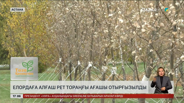 Елордаға алғаш рет тораңғы ағашы отырғызылды