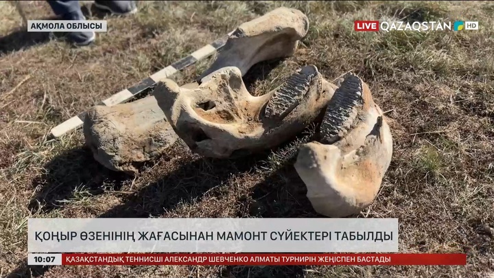 Қоңыр өзенінің жағасынан мамонт сүйектері табылды