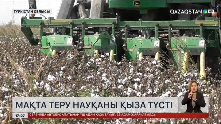 Түркістан облысында  мақта теру науқаны қыза түсті