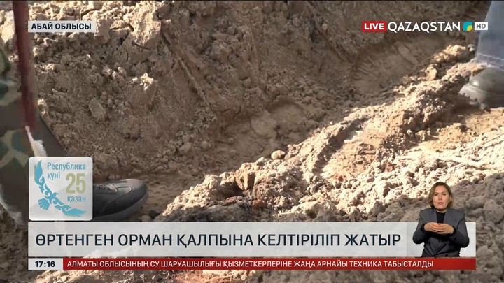 Өртенген Семей орманы қалпына келтірілуде