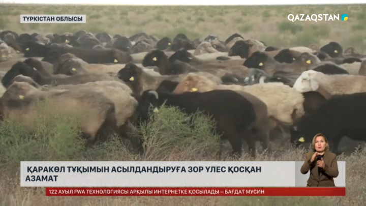 Қаракөл тұқымын әлемге танытқан Б.Мейіровті созақтықтар ұмытпайды